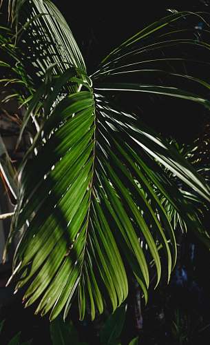 tree green leaf plant maui