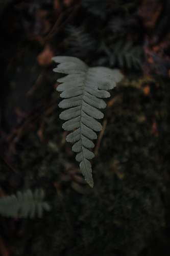 fern green leaf shallow focus photography flora