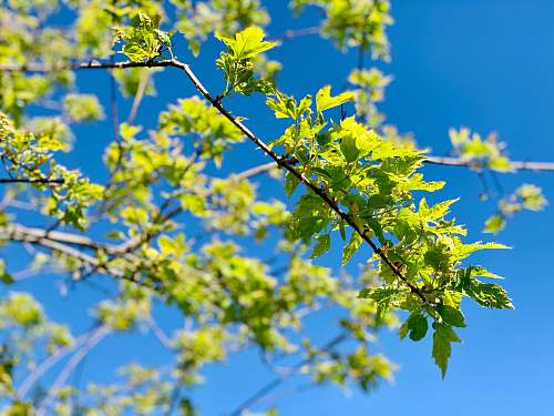 tree green leaf tree during daytime leaf