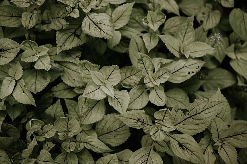 flora green leafed plant ivy