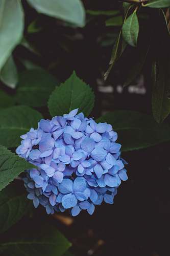 flower green leafed plant with purple flowers blue