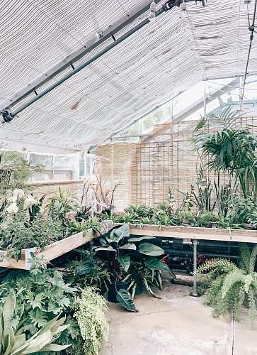 jar green-leafed plants in greenhouse potted plant