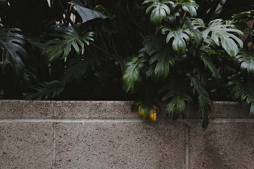 flora green leafed tree at the back of grey concrete wall jar