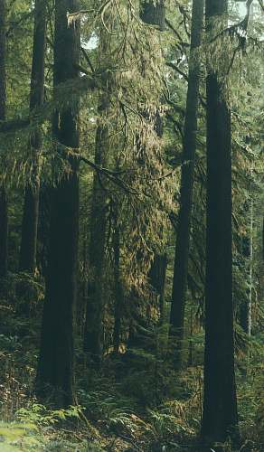 tree green leafed tree during daytime silver falls state park
