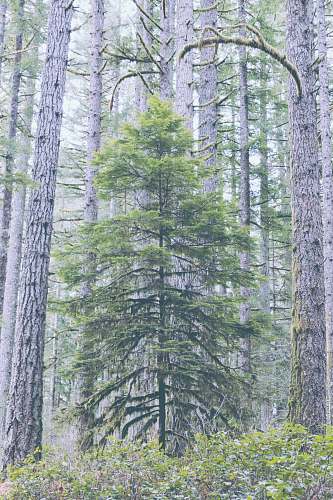 tree green leafed tree conifer