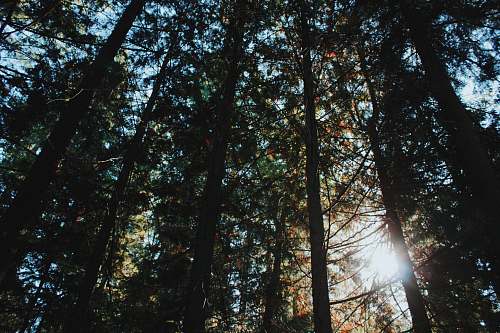flora green leafed trees sunlight