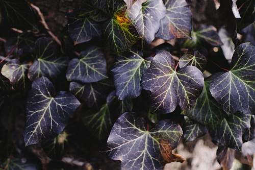 leaf green leafy plant ivy