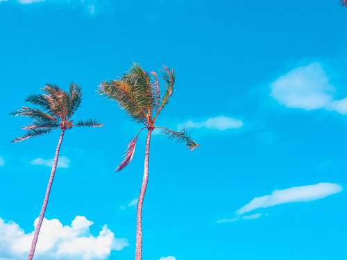 tree green palm tree under blue sky during daytime summer