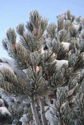 flora green pine tree conifer