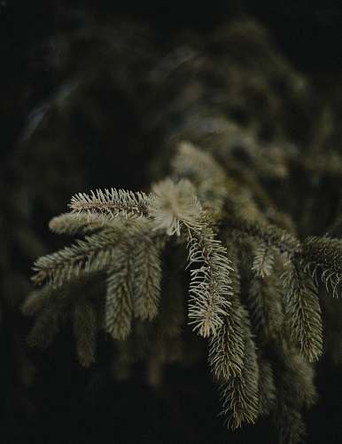 tree green pine tree conifer