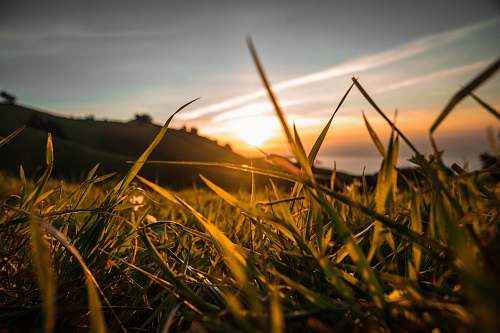 grass green plant during sunset flora