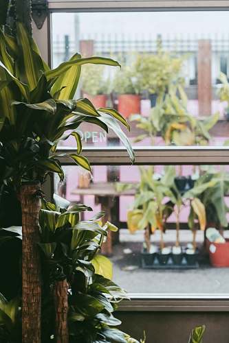 outdoors green plant on brown clay pot garden