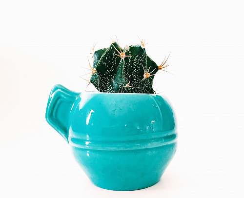 blue green succulent on blue ceramic pot succulent