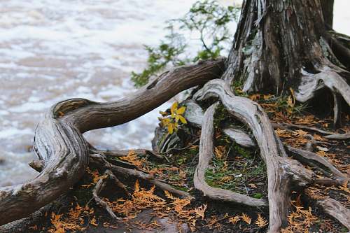 root grey tree during daytime flora