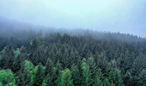 tree landscape photography of green-leafed trees pine