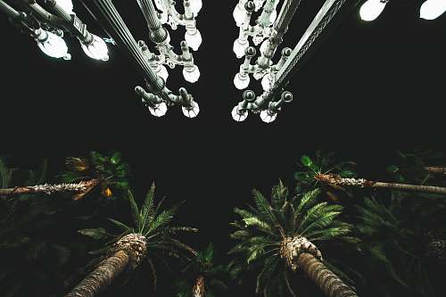 vegetation low angle photo of palm trees tree