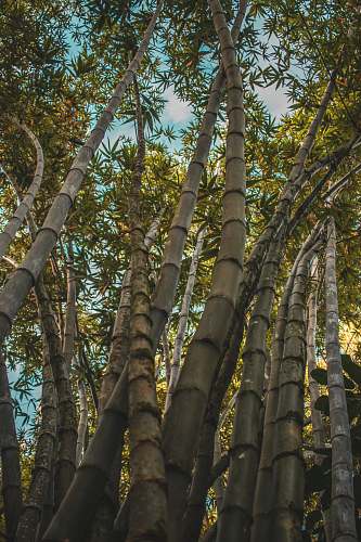bamboo low angle photography of bamboo trees during daytime animal kingdom