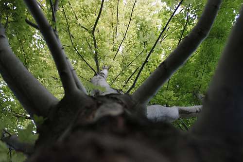 tree low angle photography of tall tree during daytime tree trunk