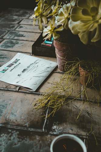 blossom newspaper beside plant book