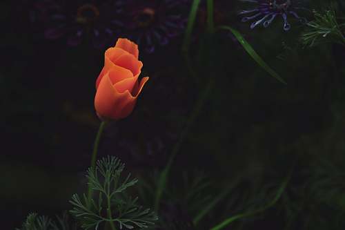 blossom orange petaled flower flower