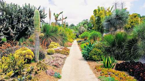 cactus pathway beside cactus plants san marino