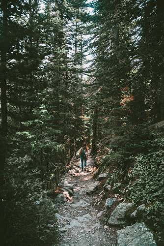 tree person walking on rough road surrounded by trees abies