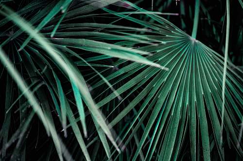 sarasota photo of green palm leafed plant united states