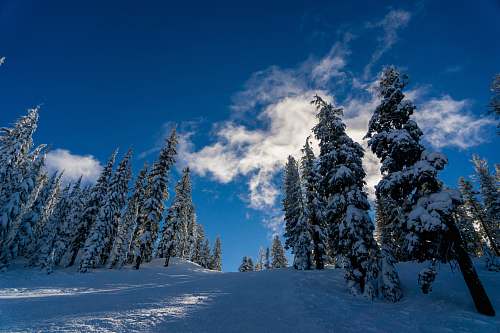 tree pine trees under white clouds abies