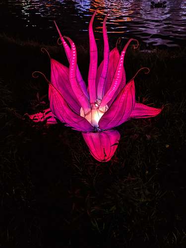 blossom pink flower flower