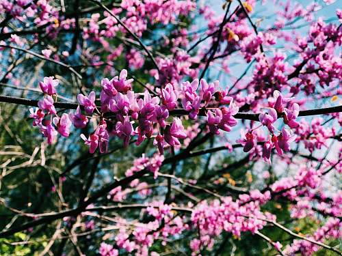 blossom pink flowers in tilt shift lens flower