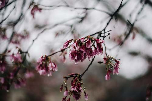 blossom pink petaled flower during daytime close-up photography flower