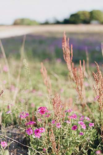 grass pink petaled flowers at daytime jar