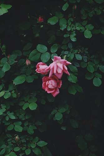 flower pink rose flowers rose