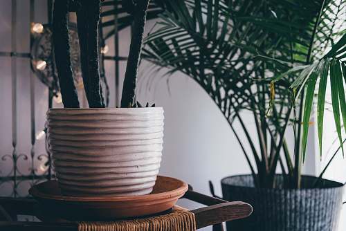 flora potted green cactus on white planter potted plant