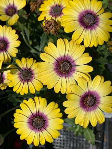 blossom purple and yellow flowers in close up photography flower