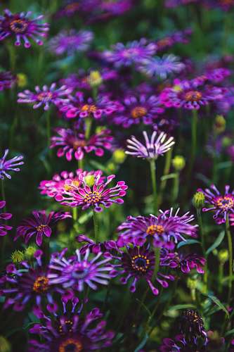 purple purple petaled flower blooming during daytime aster