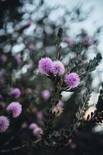 blossom purple-petaled flowers flower