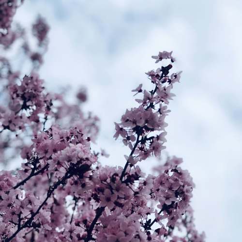 flower purple-petaled flowers blossom