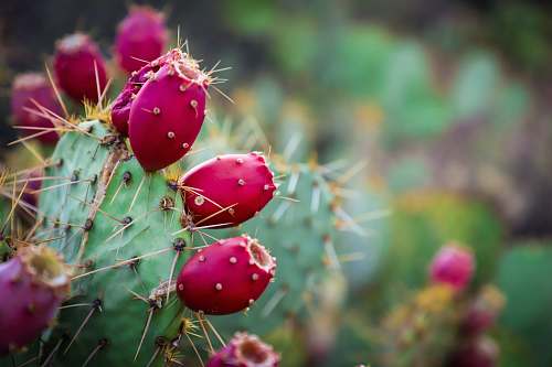 cactus red and green cactus sombrero peak
