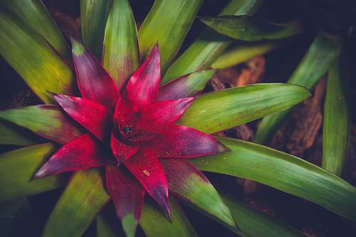 flora red and green leafed plant flower