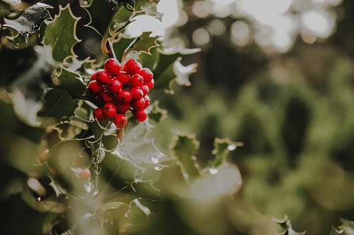 food red berries fruit