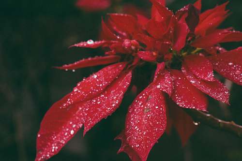 leaf red petaled flower blossom