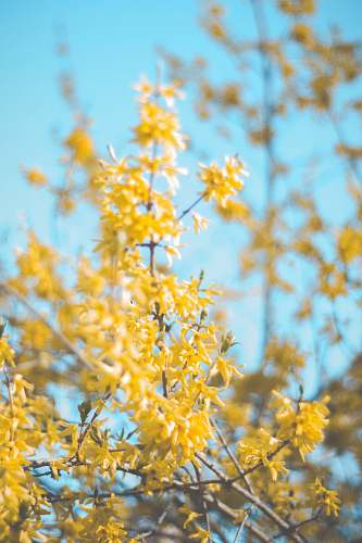 flower selective focus photo of yellow-petaled flower blossom