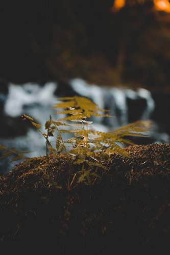 pollen selective photography of green leafed plants flora