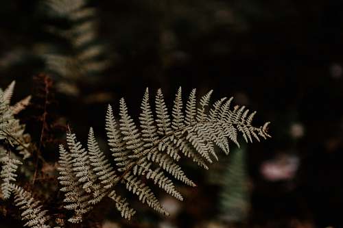 fern shallow focus of fern plant boston