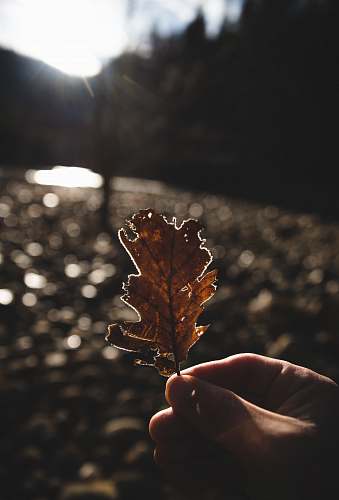 person shallow focus photography of brown leaf leaf