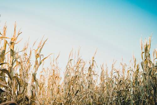 wheat shallow focus photography of corn field under white and blue sky at daytime grass