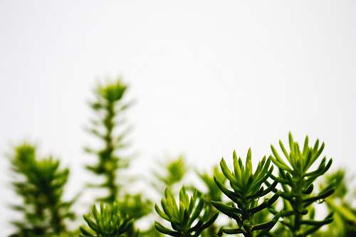 conifer shallow focus photography of green pinecone flora
