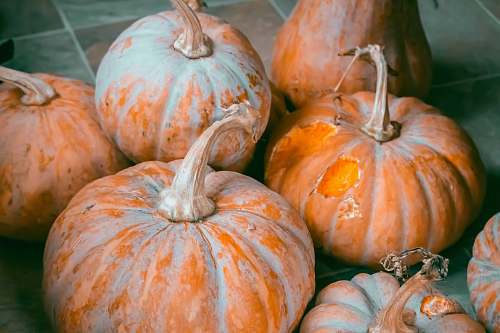 pumpkin shallow focus photography of squashes vegetable