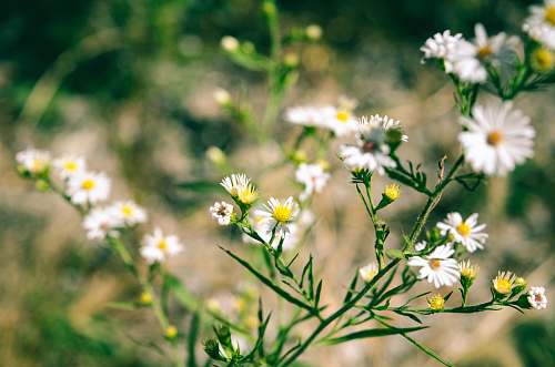 daisy shallow focus photography of white common daisies flower
